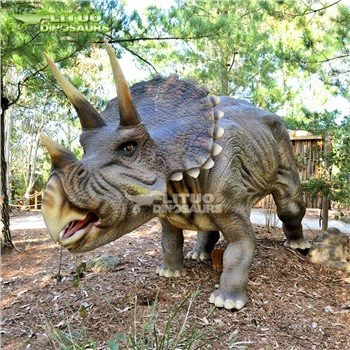 90 % restaurerte Triceratops