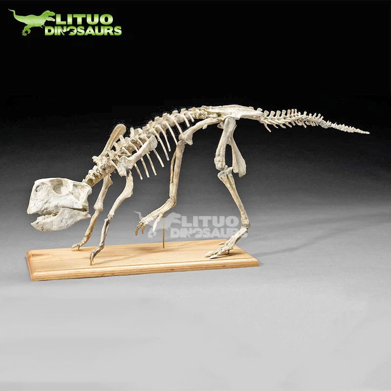 Psittacosaurus skjelett