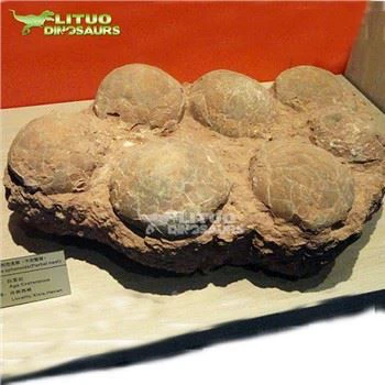 Dinosaur Egg Fossil